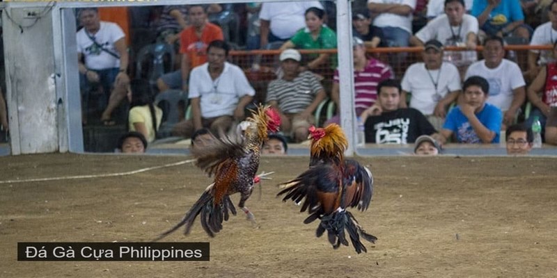 Các hình thức đá gà Philippines được yêu thích nhất