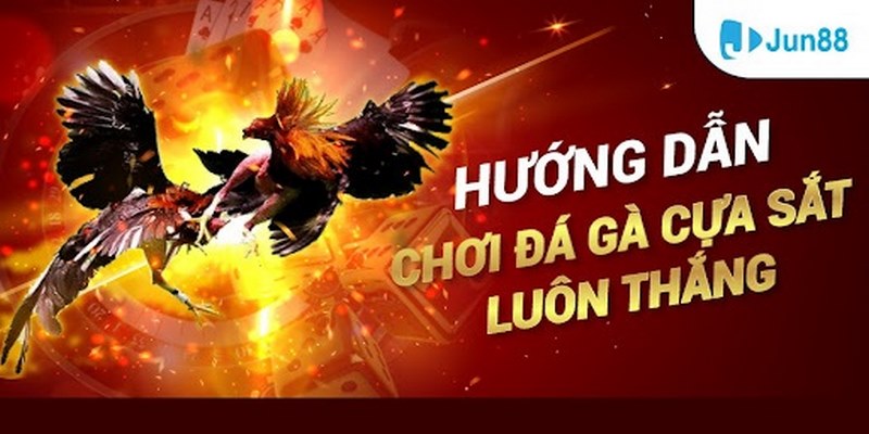 Đá gà cựa sắt lôi cuốn người chơi