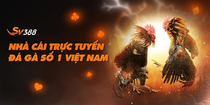 SV388 - Sảnh đá gà chuyên nghiệp nhất