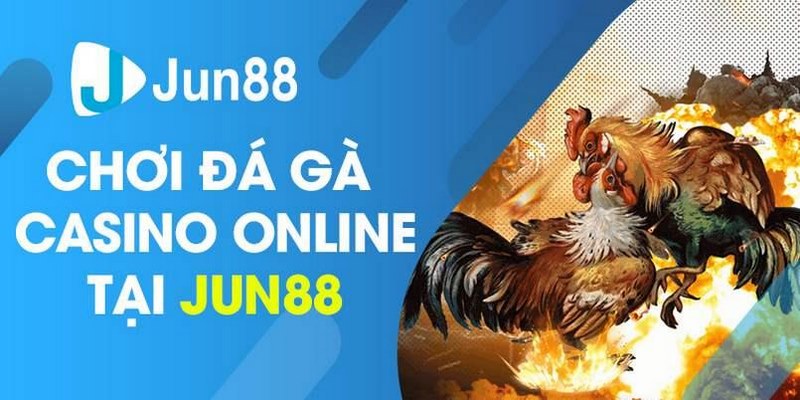 Tổng quan về đá gà Jun88