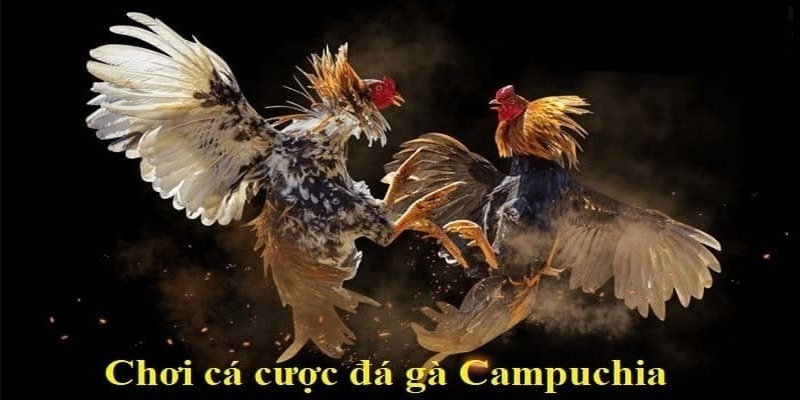 Giới thiệu vài thông tin về đá gà Campuchia